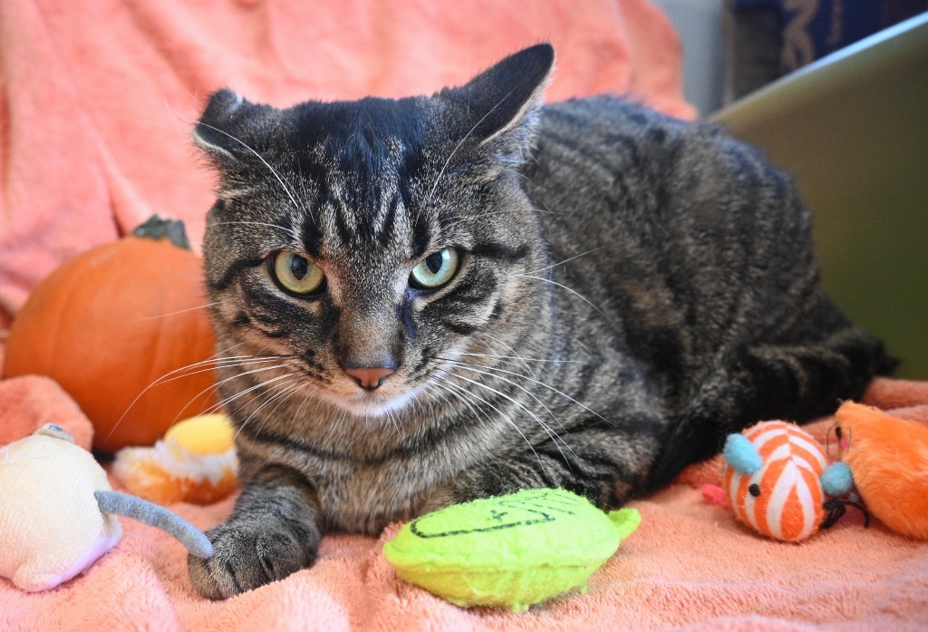 Bruce Lee, an adoptable Domestic Short Hair in Ashland, WI, 54806 | Photo Image 5