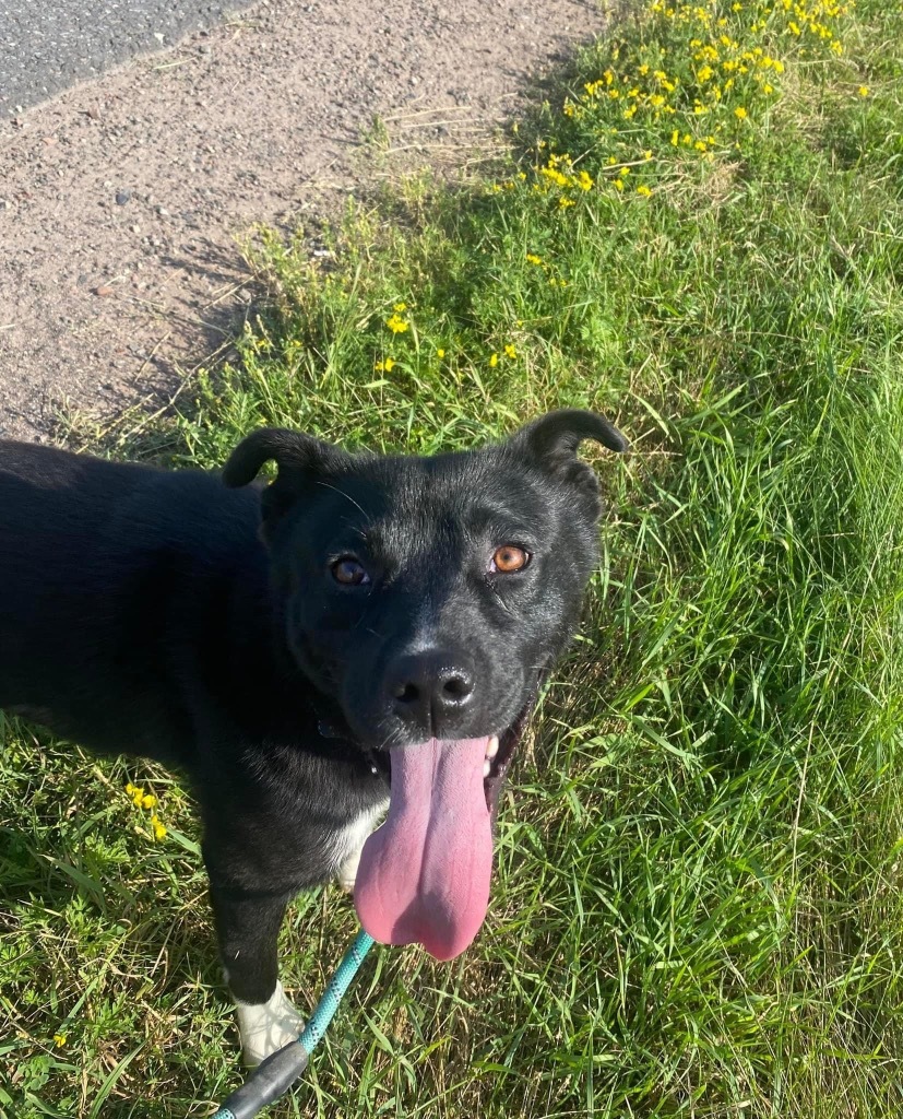 Kato, an adoptable Mixed Breed in Ashland, WI, 54806 | Photo Image 1