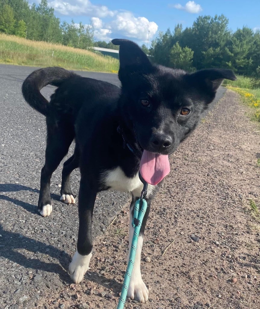 Kato, an adoptable Mixed Breed in Ashland, WI, 54806 | Photo Image 3