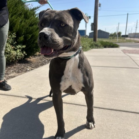 Forest, an adoptable Pit Bull Terrier in Garden City, KS, 67846 | Photo Image 1