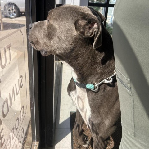 Forest, an adoptable Pit Bull Terrier in Garden City, KS, 67846 | Photo Image 2