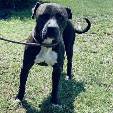 Forest, an adoptable Pit Bull Terrier in Garden City, KS, 67846 | Photo Image 3