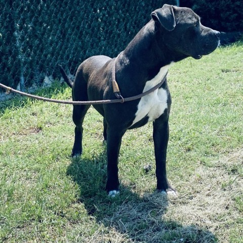 Forest, an adoptable Pit Bull Terrier in Garden City, KS, 67846 | Photo Image 4