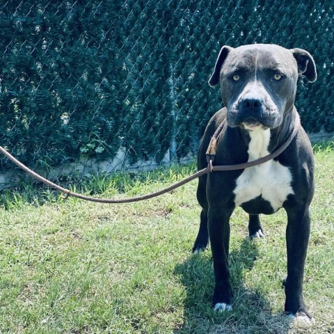 Forest, an adoptable Pit Bull Terrier in Garden City, KS, 67846 | Photo Image 5