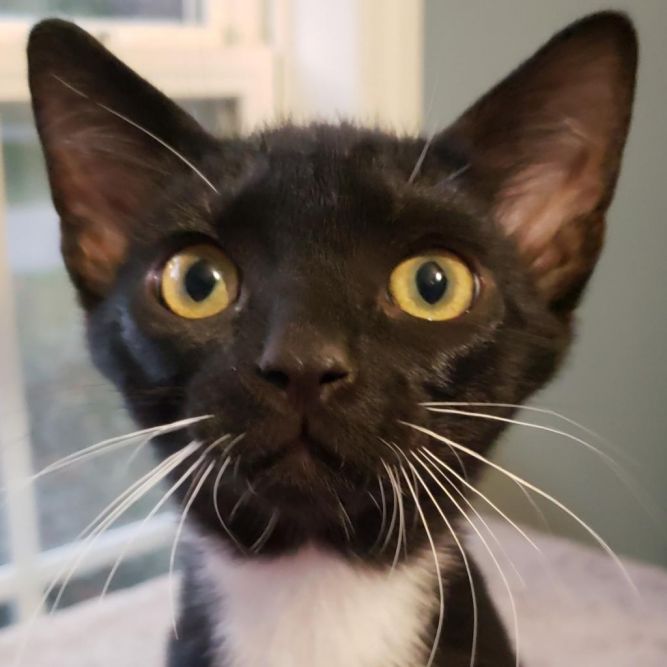 Cat for adoption - Minnie, a Domestic Short Hair in Winston Salem, NC ...