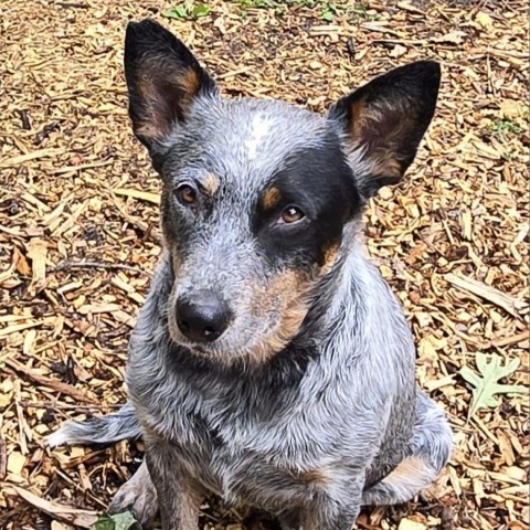 Dog for adoption - Crystal D16414, an Australian Cattle Dog / Blue ...