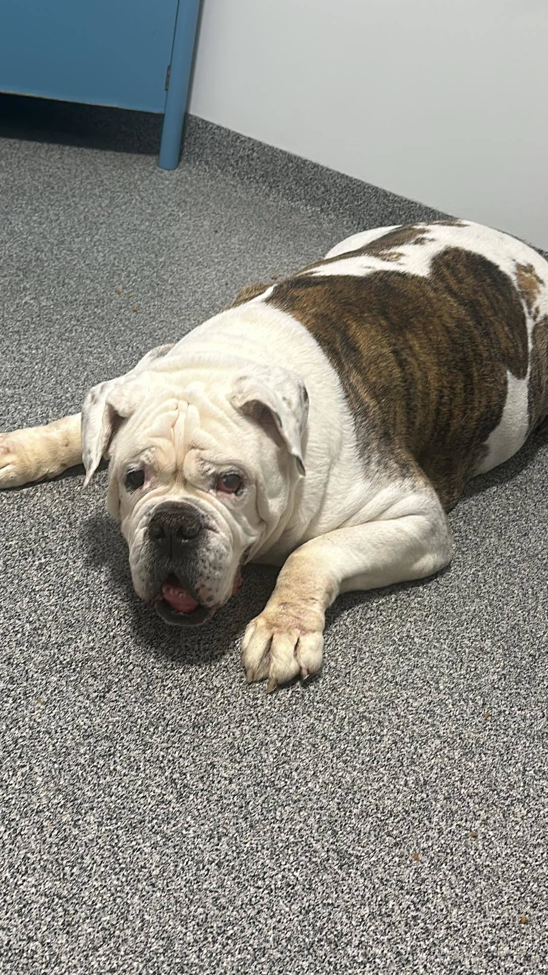 Apollo, an adoptable American Bulldog in Arlee, MT, 59821 | Photo Image 1