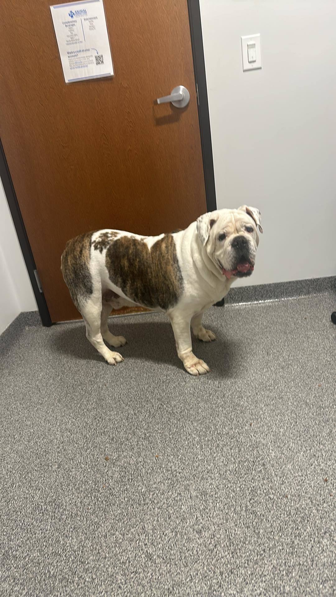 Apollo, an adoptable American Bulldog in Arlee, MT, 59821 | Photo Image 2