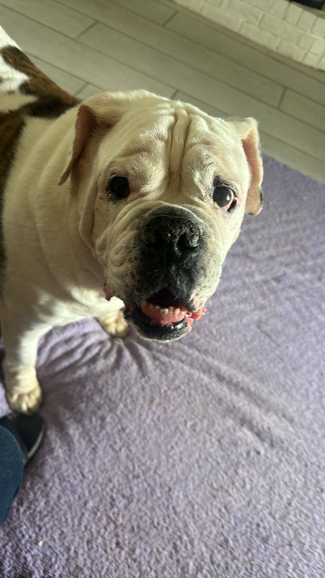 Apollo, an adoptable American Bulldog in Arlee, MT, 59821 | Photo Image 6