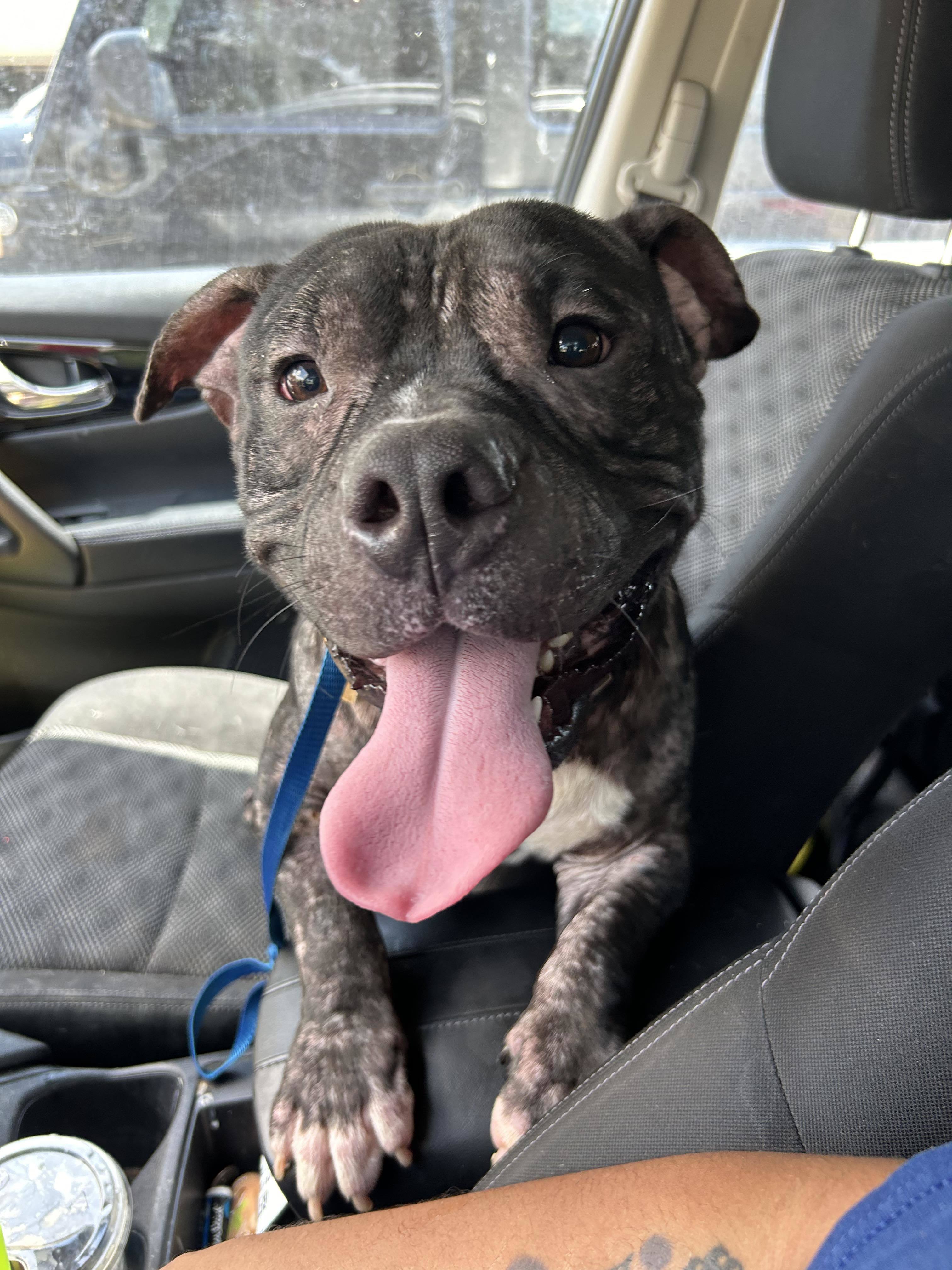 Kane, an adoptable Pit Bull Terrier in Arlee, MT, 59821 | Photo Image 1