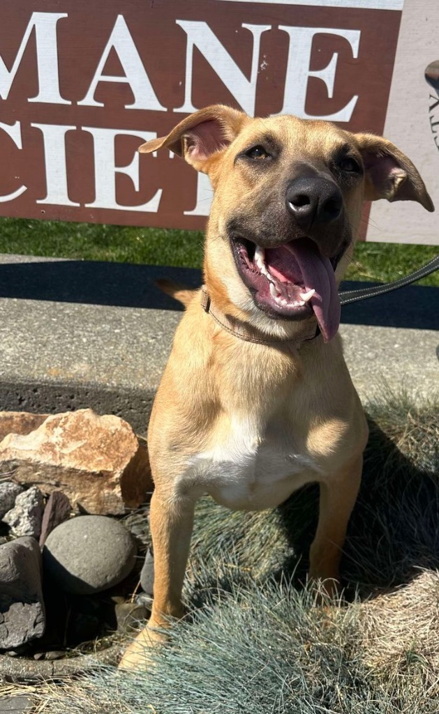 Mooney, an adoptable German Shepherd Dog in Brookings, OR, 97415 | Photo Image 1