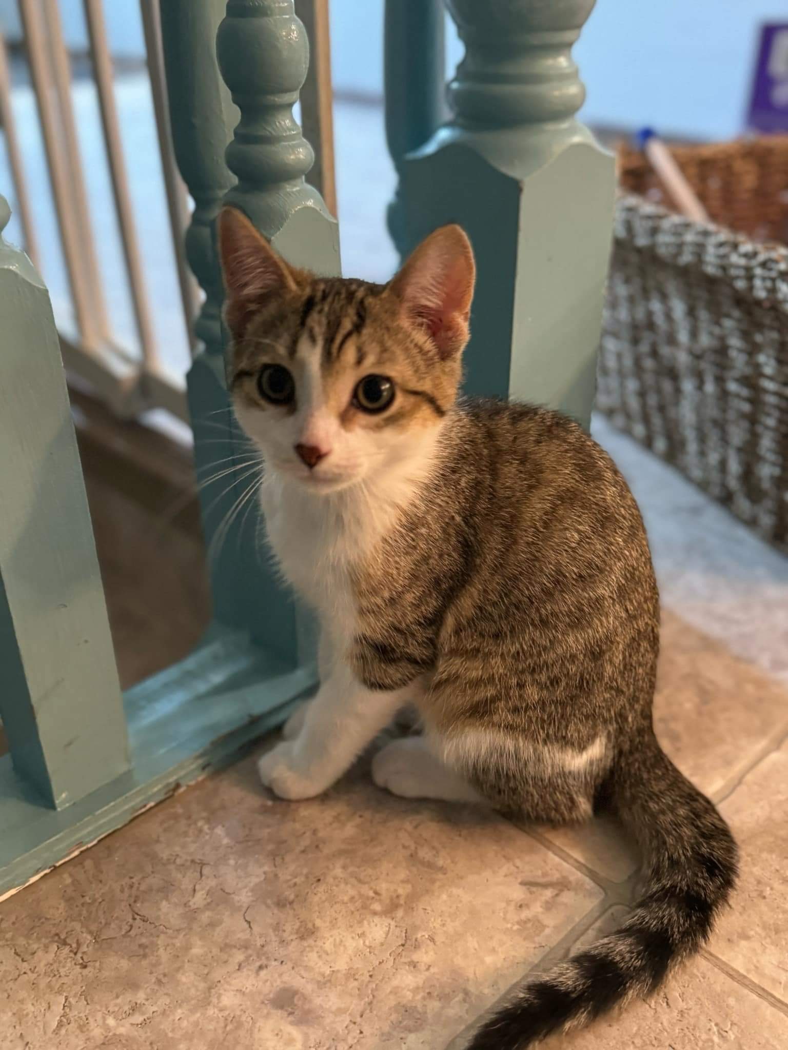 Gus, an adoptable Domestic Short Hair in Steinbach, MB, R5G 2B2 | Photo Image 4