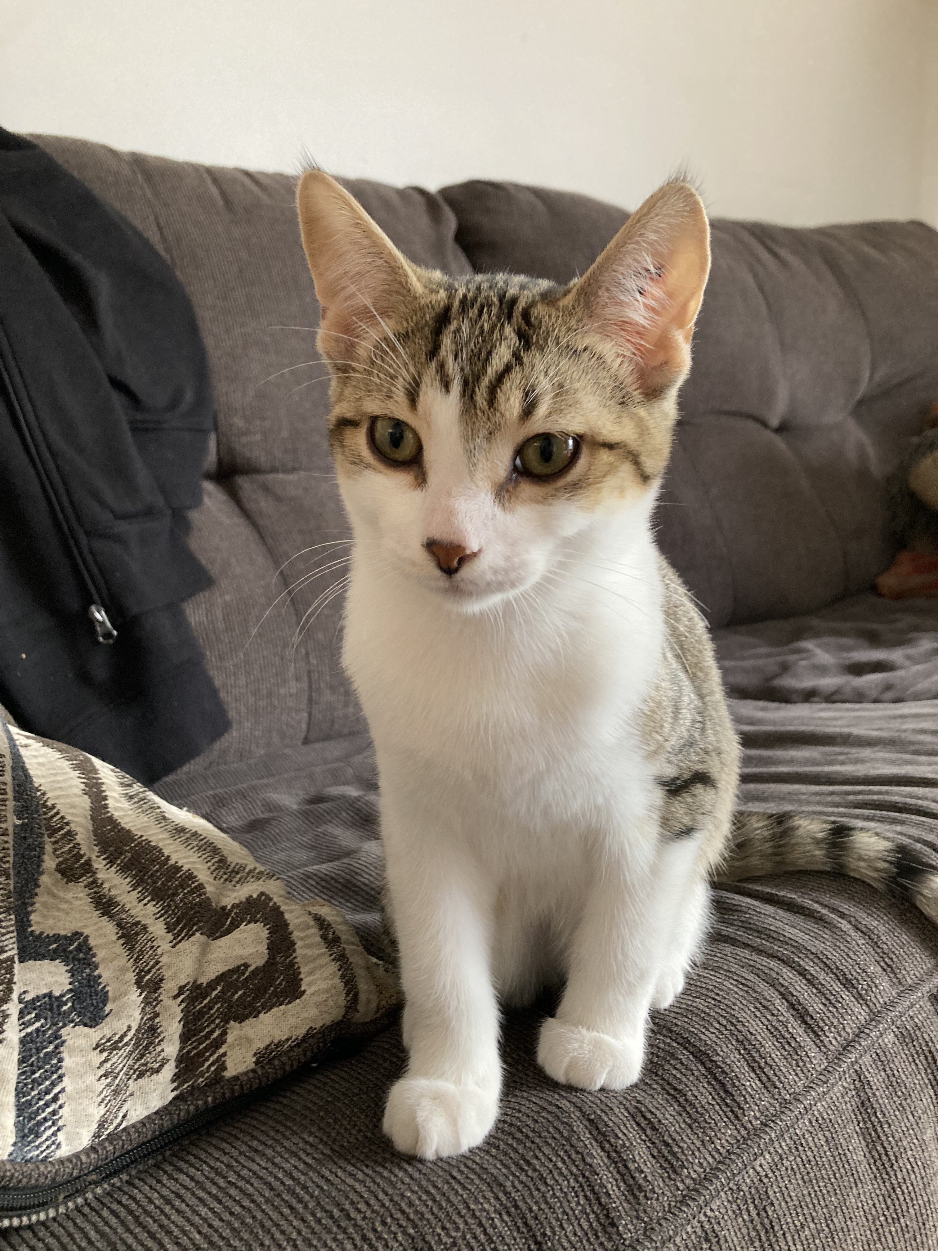 Gus, an adoptable Domestic Short Hair in Steinbach, MB, R5G 2B2 | Photo Image 4