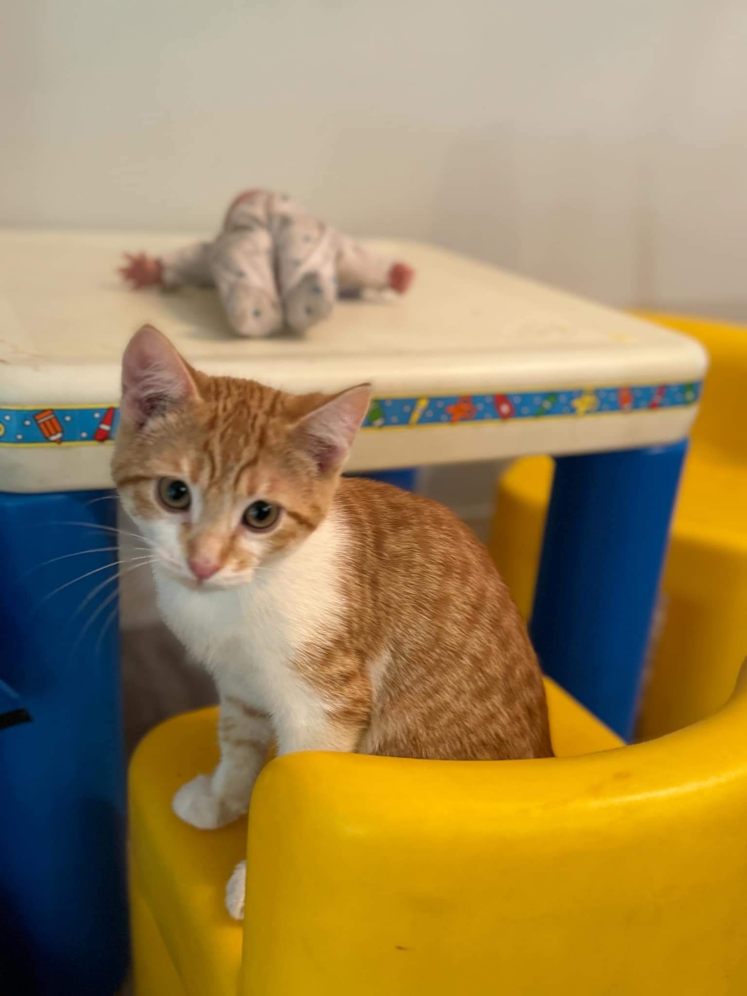 Simba, an adoptable Domestic Short Hair in Steinbach, MB, R5G 2B2 | Photo Image 1