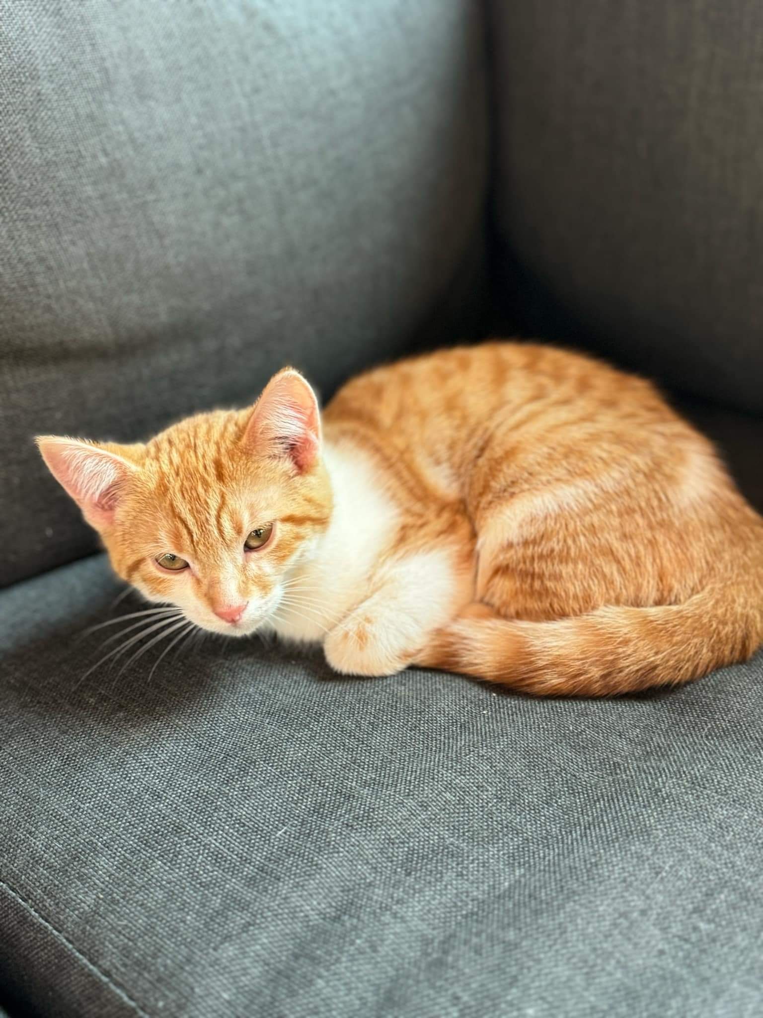 Simba, an adoptable Domestic Short Hair in Steinbach, MB, R5G 2B2 | Photo Image 3