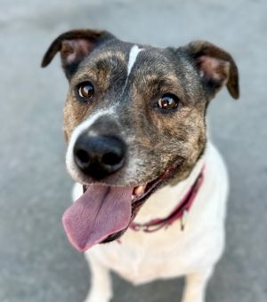 Khloe - Adopt Me!, Adult Female Cattle Dog