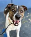 Khloe - Adopt Me! photo 2