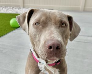 Sweet Ophelia - Foster or Adopt Me!