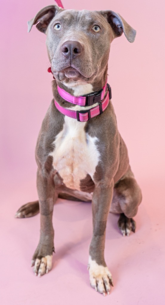 Sweet Ophelia - Foster or Adopt Me!