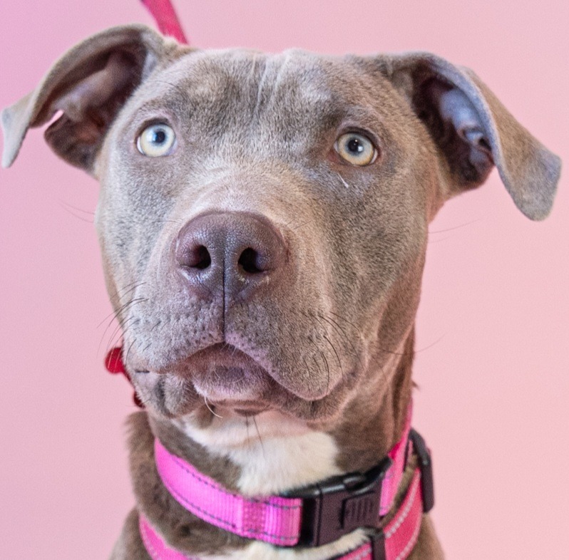 Sweet Ophelia - Foster or Adopt Me!