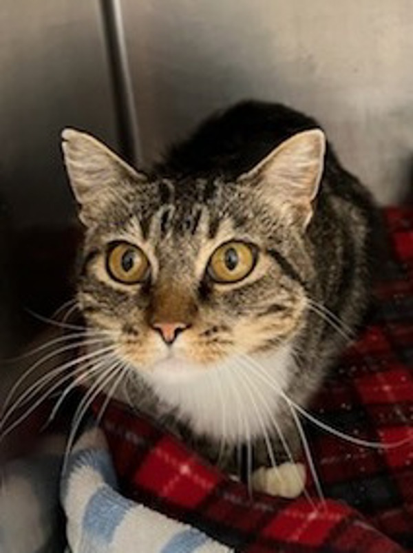 Okie, an adoptable Domestic Short Hair in Great Falls, MT, 59405 | Photo Image 1