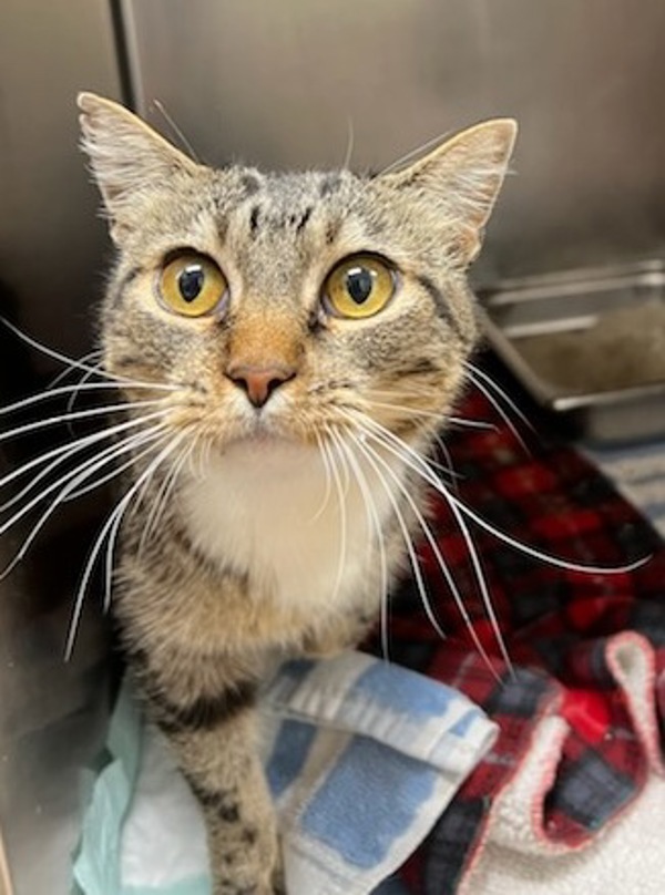 Okie, an adoptable Domestic Short Hair in Great Falls, MT, 59405 | Photo Image 2