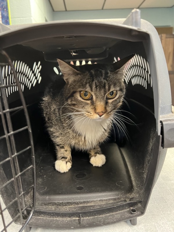 Okie, an adoptable Domestic Short Hair in Great Falls, MT, 59405 | Photo Image 3