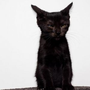 Onyx this purrfectly named black kitten is anything but bad luck This little ball of charm is a s