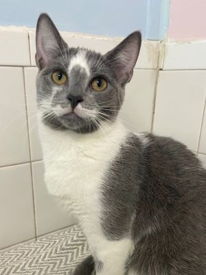 Pringles, Young Female unknown