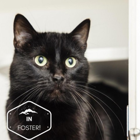 Royal, an adoptable Domestic Short Hair in Incline Village, NV, 89451 | Photo Image 1