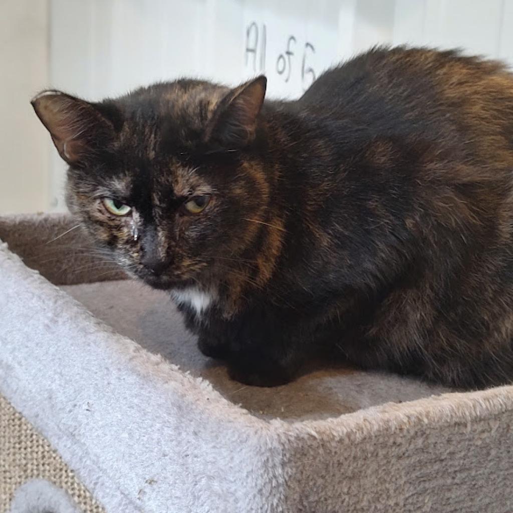 Donna Summers, an adoptable Domestic Short Hair in Tanner, AL, 35671 | Photo Image 1