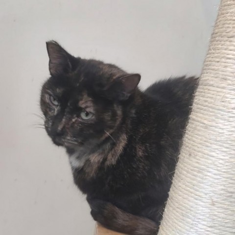 Donna Summers, an adoptable Domestic Short Hair in Tanner, AL, 35671 | Photo Image 3