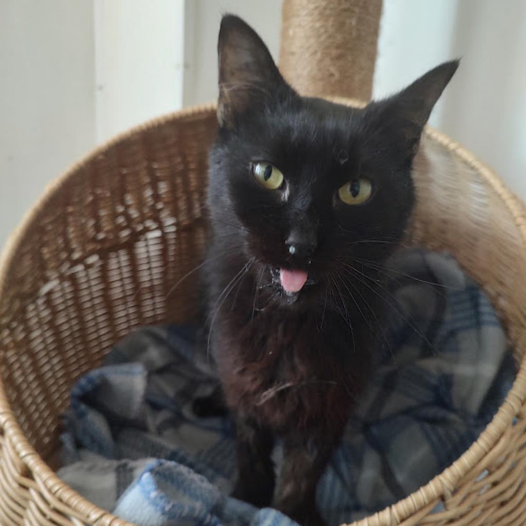 Gin, an adoptable Domestic Short Hair in Tanner, AL, 35671 | Photo Image 1