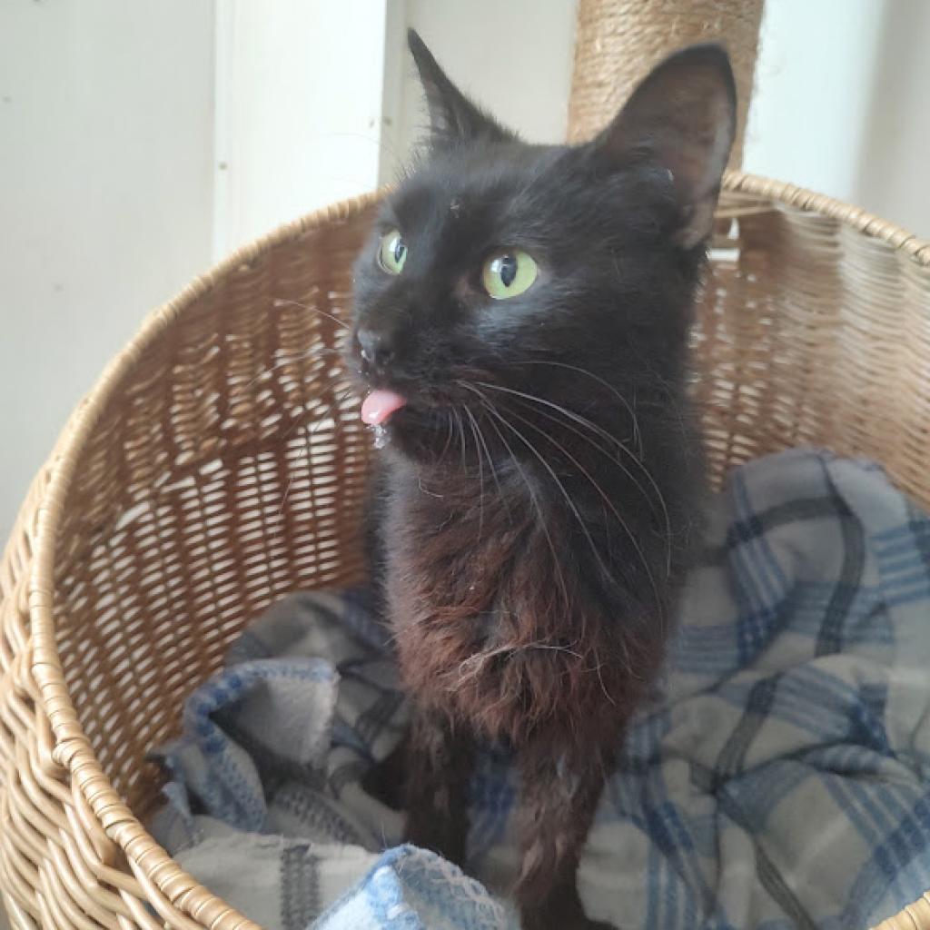 Gin, an adoptable Domestic Short Hair in Tanner, AL, 35671 | Photo Image 2