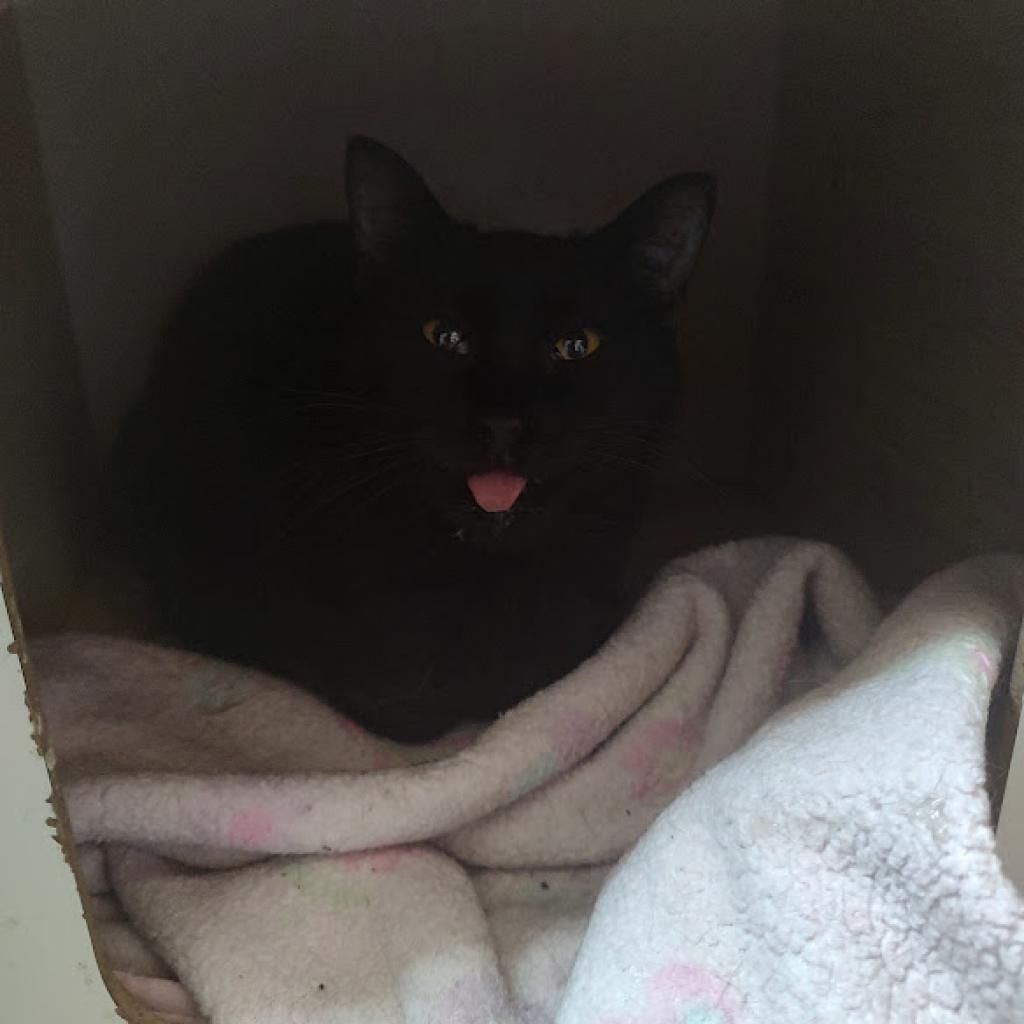 Gin, an adoptable Domestic Short Hair in Tanner, AL, 35671 | Photo Image 3