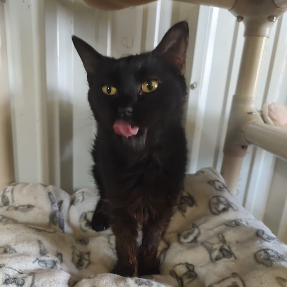Gin, an adoptable Domestic Short Hair in Tanner, AL, 35671 | Photo Image 4