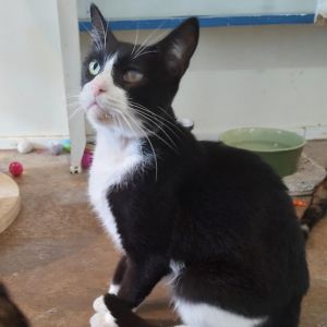 Gaston, Adult Male Domestic Short Hair