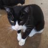 Gaston photo 2