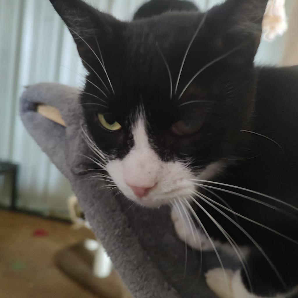 Gaston, an adoptable Domestic Short Hair in Tanner, AL, 35671 | Photo Image 3