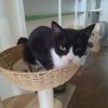 Gaston photo 4