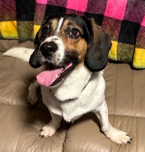 Shiloh William is an adorable and very affectionate beagle Bassett male Hes three years old and he