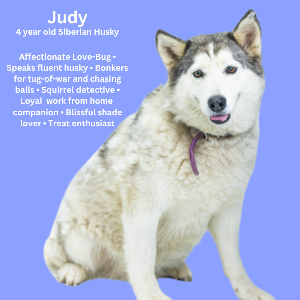 Judy - Fagin's Haven, an adoptable Siberian Husky in Tuscaloosa, AL, 35403 | Photo Image 1