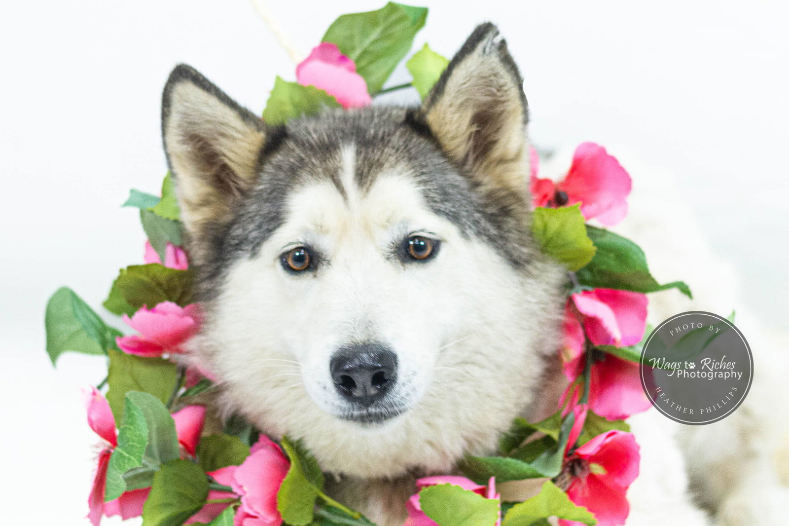 Judy - Fagin's Haven, an adoptable Siberian Husky in Tuscaloosa, AL, 35403 | Photo Image 3