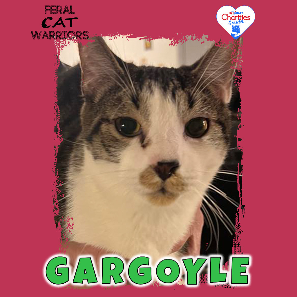 Gargoyle, an adoptable Domestic Short Hair in Kingman, AZ, 86401 | Photo Image 1