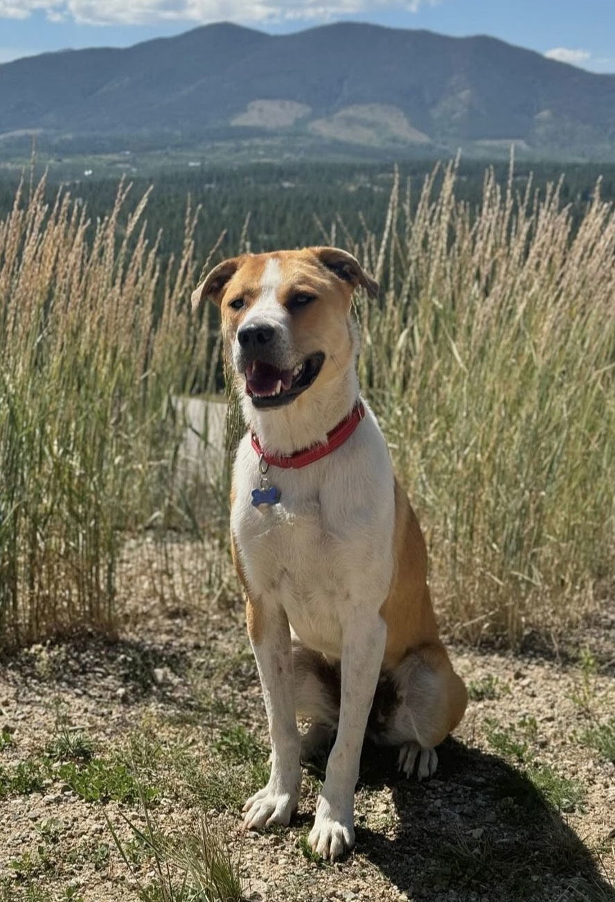 Copper aka "Sampson", an adoptable Great Pyrenees, Golden Retriever in Winter Park, CO, 80482 | Photo Image 1