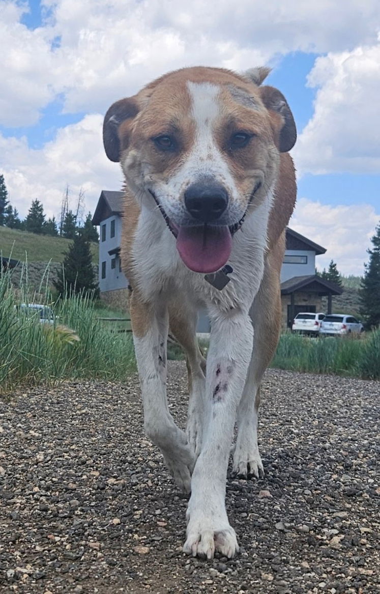 Copper aka "Sampson", an adoptable Great Pyrenees, Golden Retriever in Winter Park, CO, 80482 | Photo Image 2