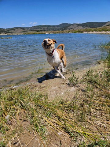 Copper aka "Sampson", an adoptable Great Pyrenees, Golden Retriever in Winter Park, CO, 80482 | Photo Image 3