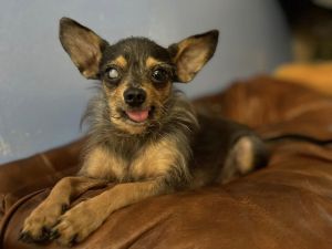Gutherie, Adult Male Yorkshire Terrier