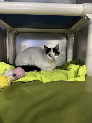 Middie, an adoptable Domestic Short Hair in Gwinn, MI, 49841 | Photo Image 1