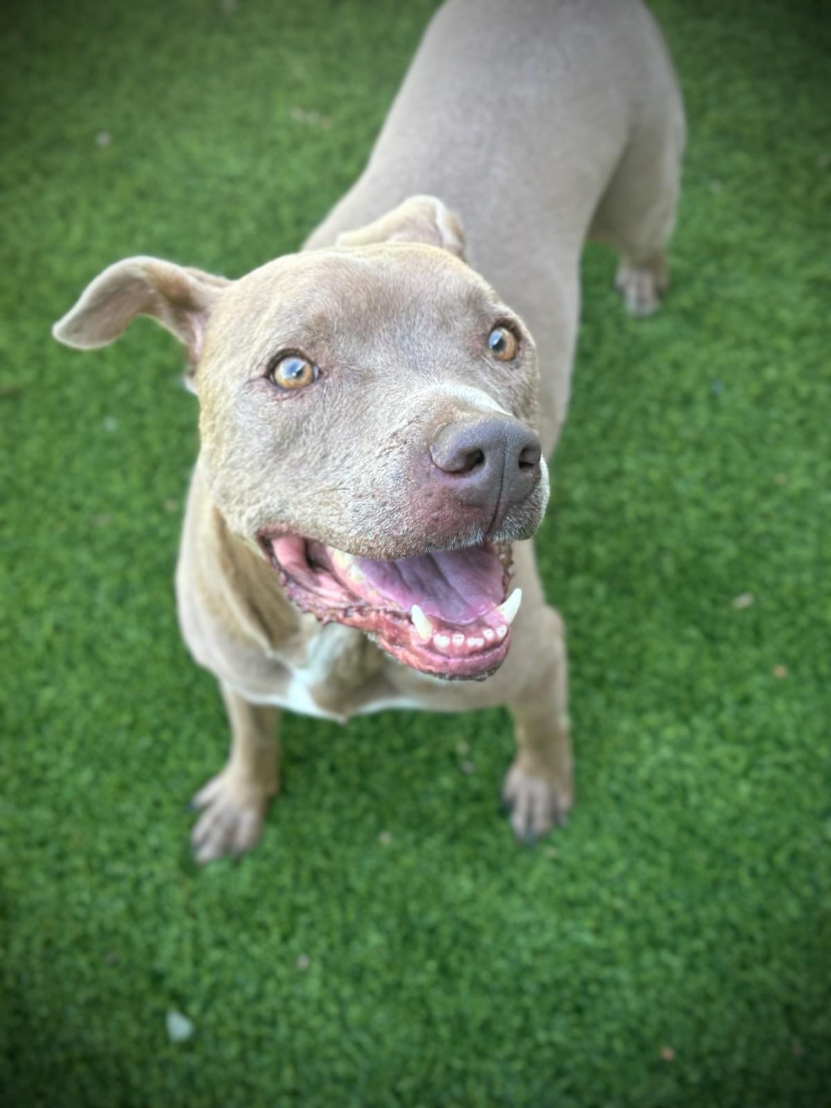 Monty - Miles of Smiles!
